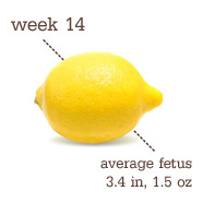 Week 14 Pregnancy Recap