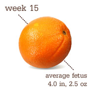 Week 15 Pregnancy Recap